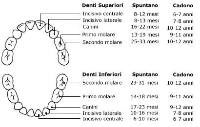 Igiene Orale Milano - I denti da latte
